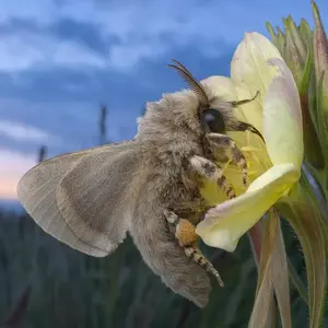 Bumblebee + Moth