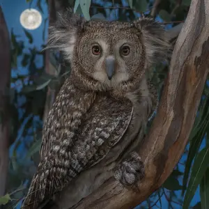 Koala + Owl